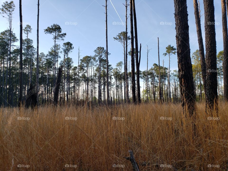 Tall grass and forest