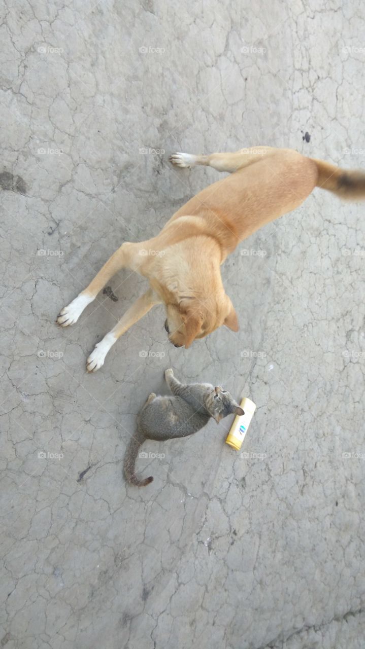 dog vs cat