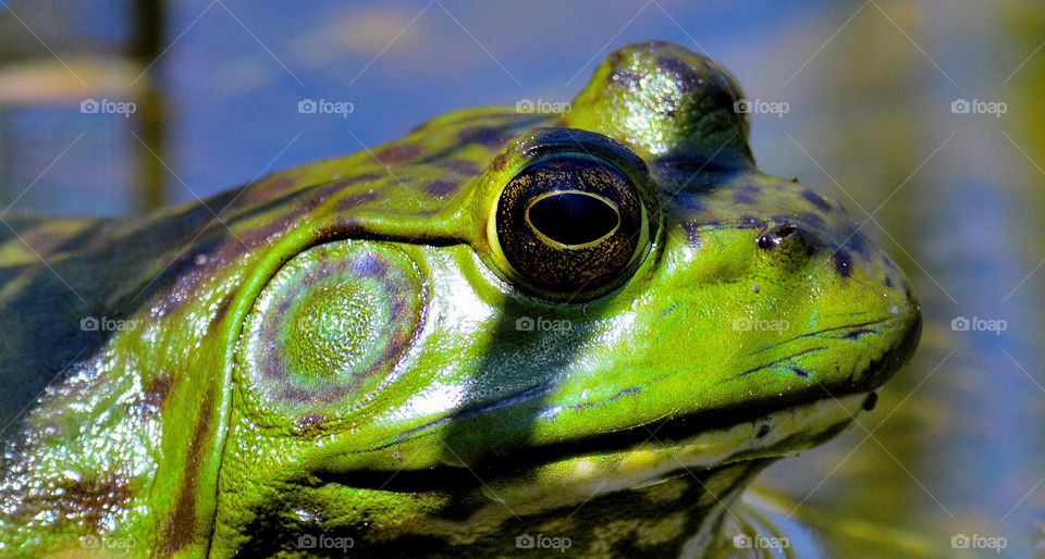Close-up of a toad's profile in a pond