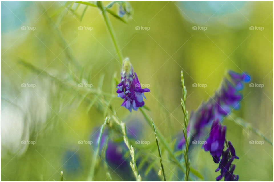 Dark blue flowers on green 