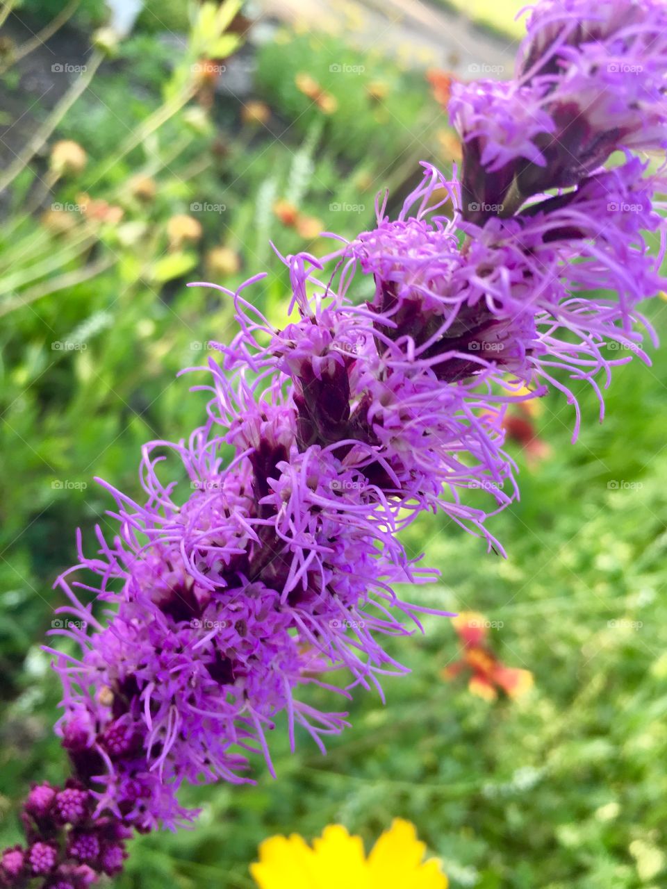 Purple Liatris Flower