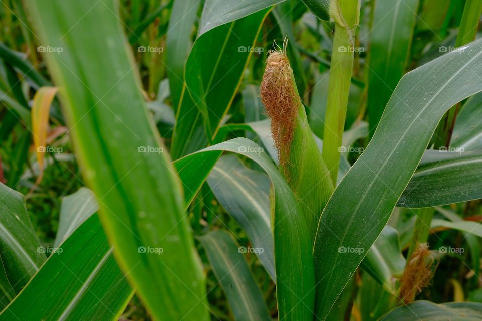 Corn cultivation