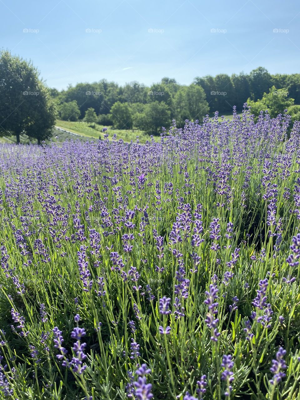 Lavender swimming in a field.