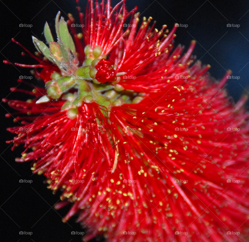 macro red plant night by lightanddrawing