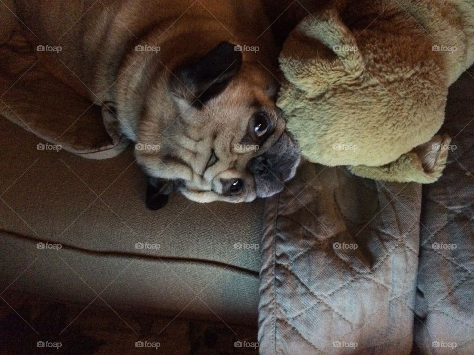 Snuggling pug dog! 