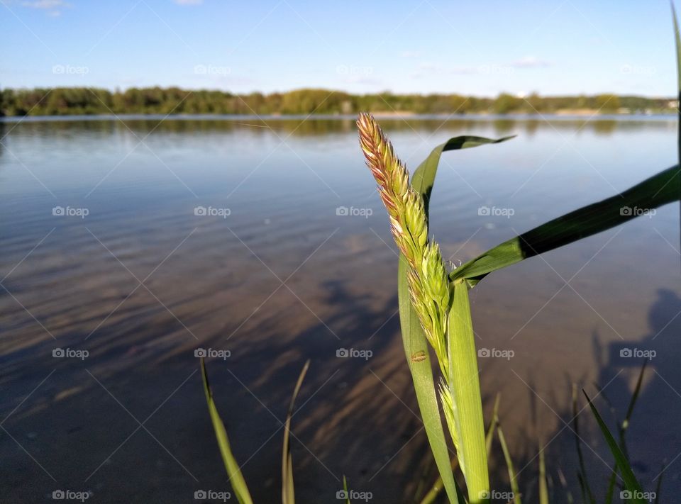 green grass grows on a lake shore in the sunset light and shadows beautiful spring landscape