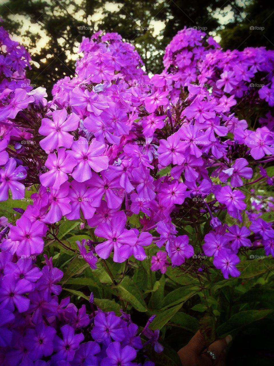Phlox