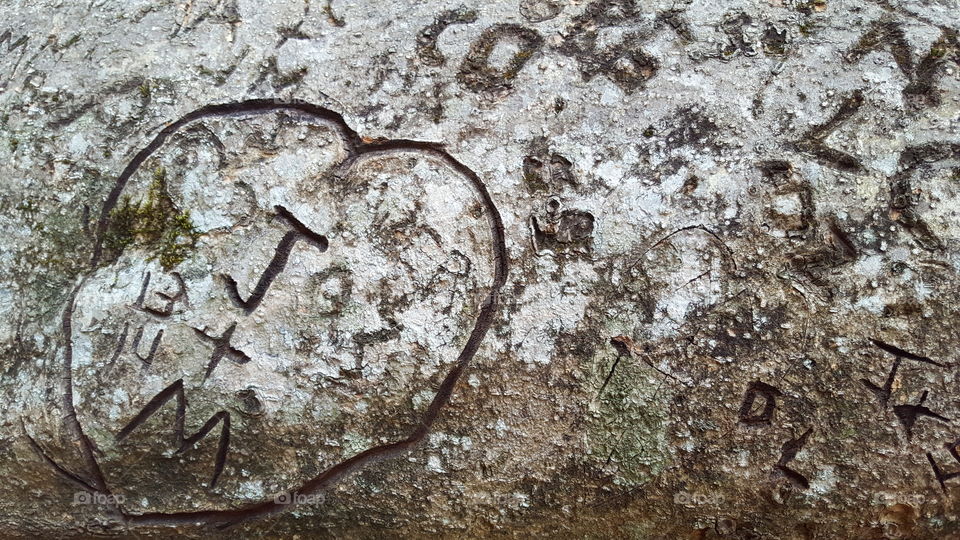 Tree Trunk with carved initials