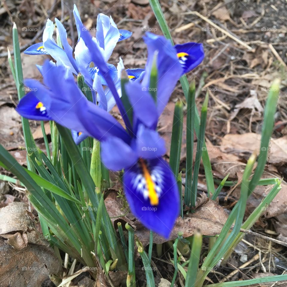 Iris reticulata, Våriris, Spring, Vår