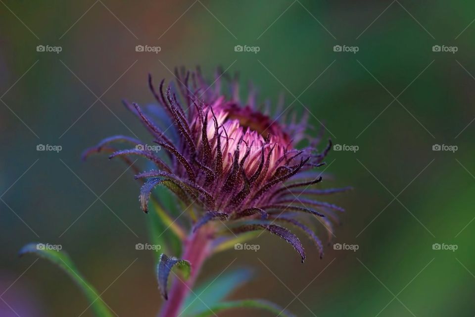 flowers garden thistle botanic by cekari