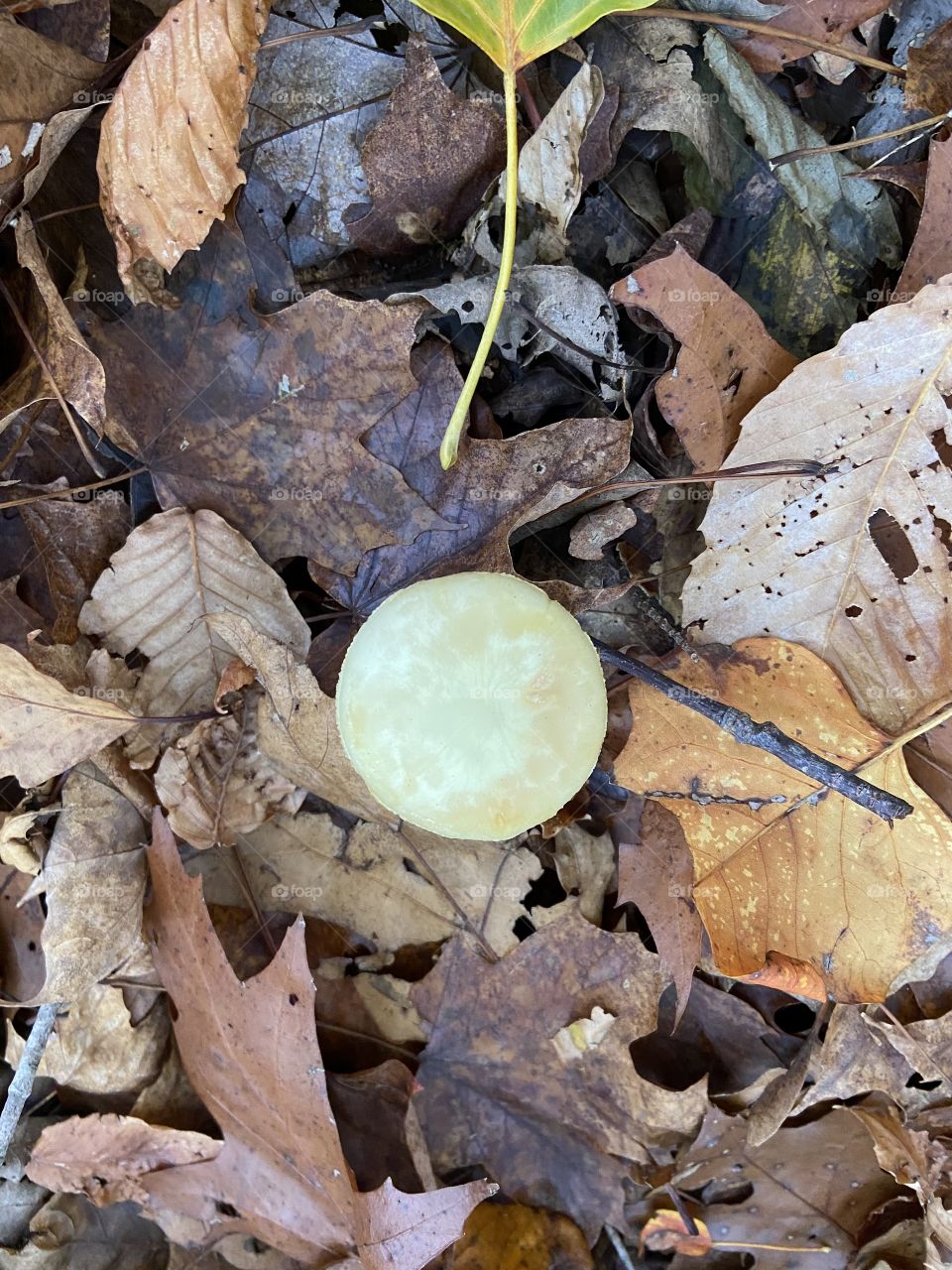 Mushroom in leaves 