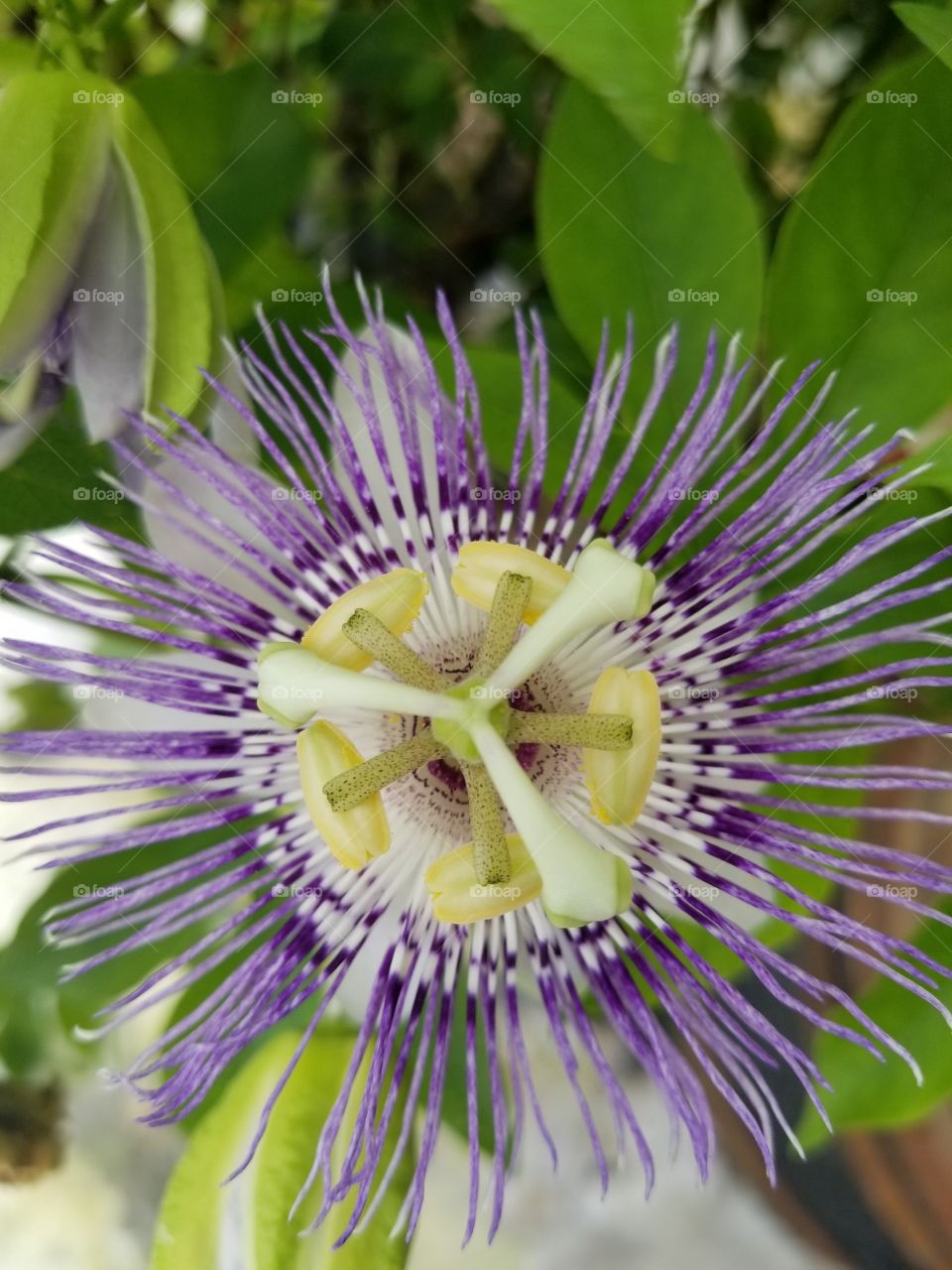 I am full of wonderful virbant colors of yellow,light green and white.I am a passion flower.