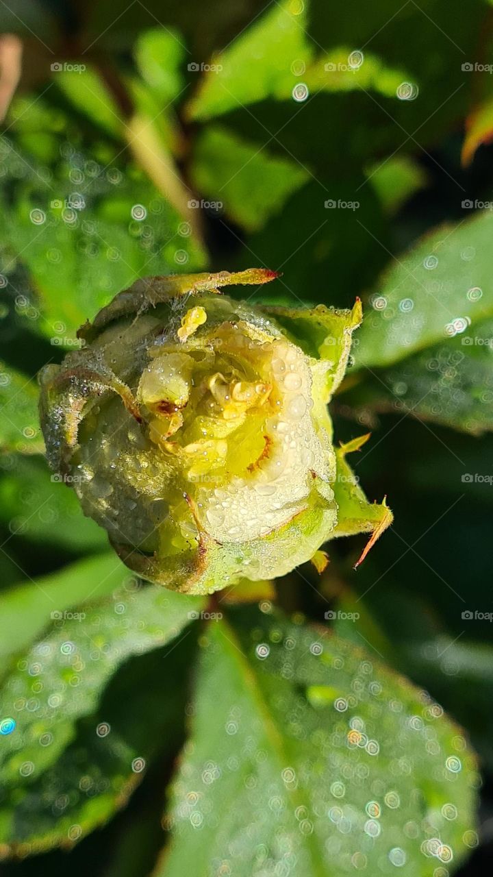 dew drops on a flower