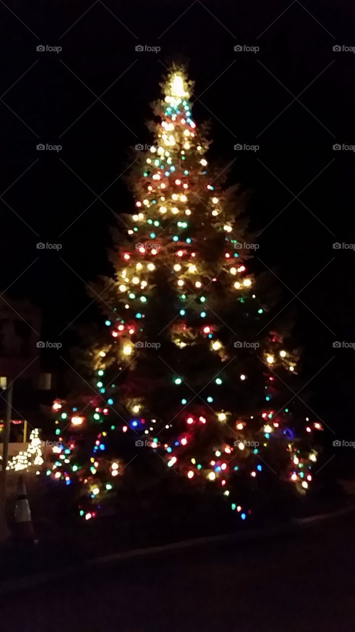 Christmas, Winter, Christmas Tree, Celebration, No Person