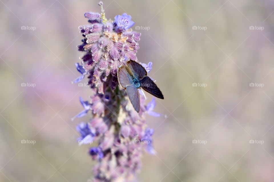 Nice Butterfly on lavender