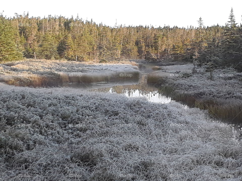 Frost covered grass, mist on river