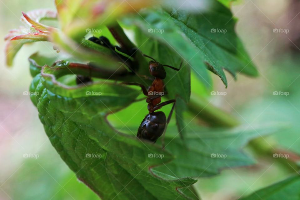 Red ant