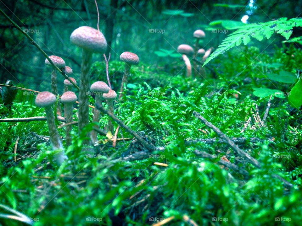 mushrooms