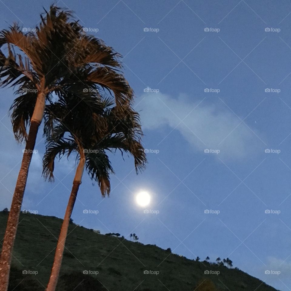 Aloha Moon