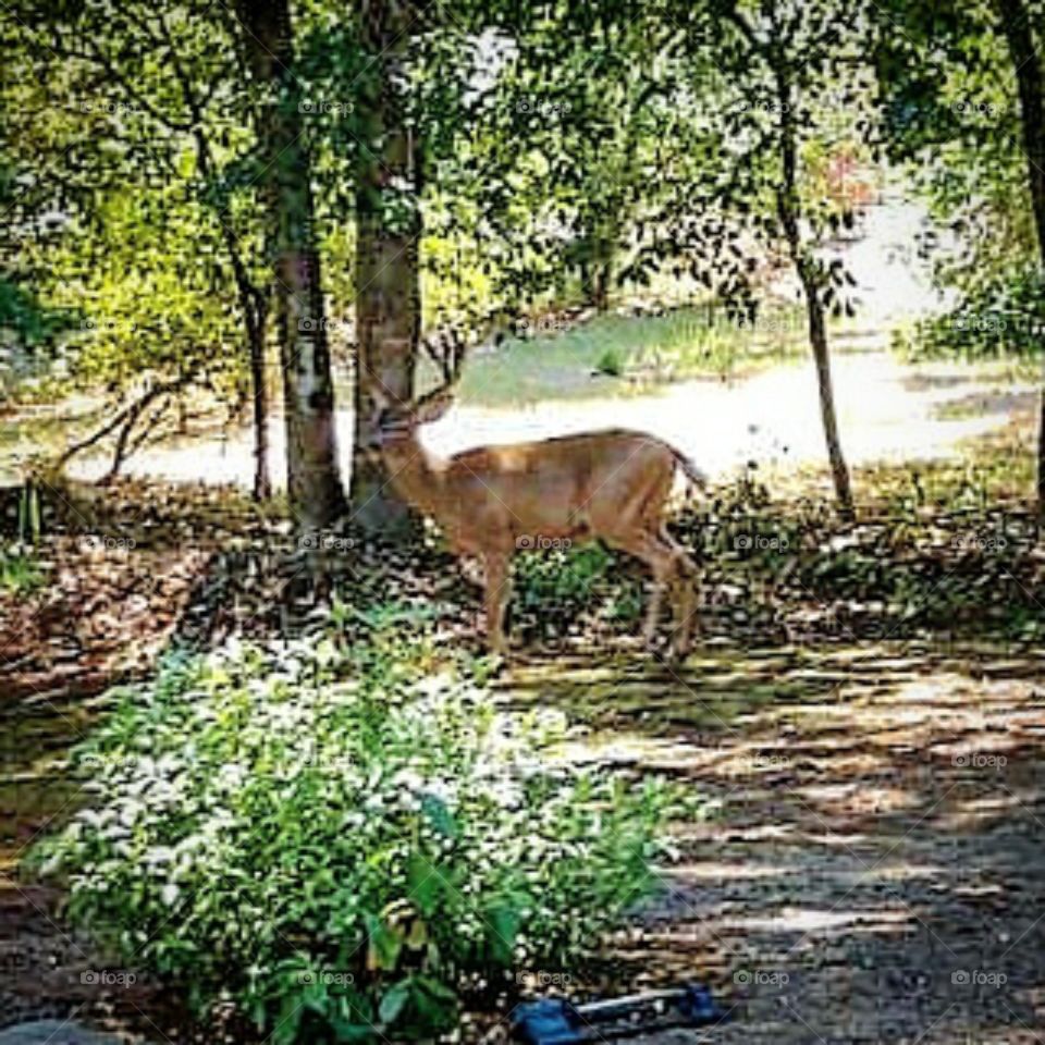 Deer in my yard