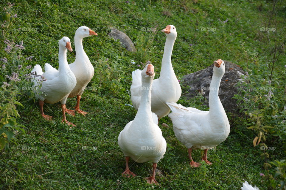 High angle view of goose