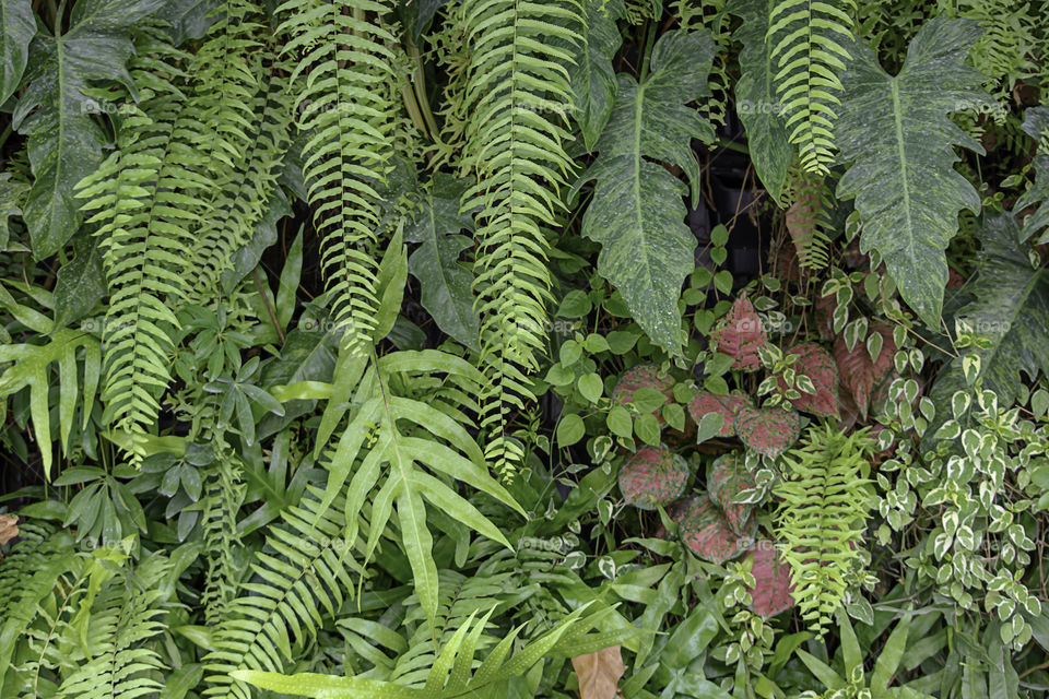 Background green leaf leaves and red color