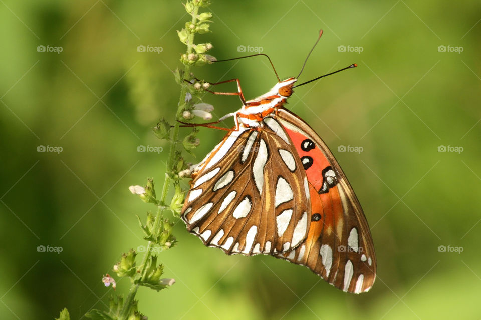 Orange and brown butterfly on plant