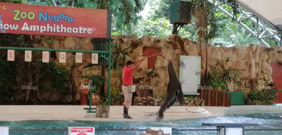 Sea lion show in the zoo