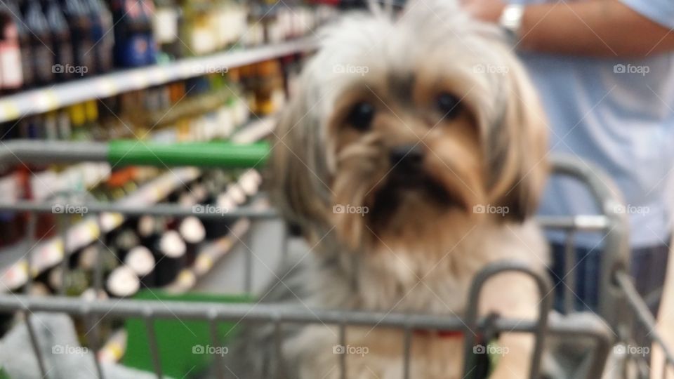 How Much is that Doggie?