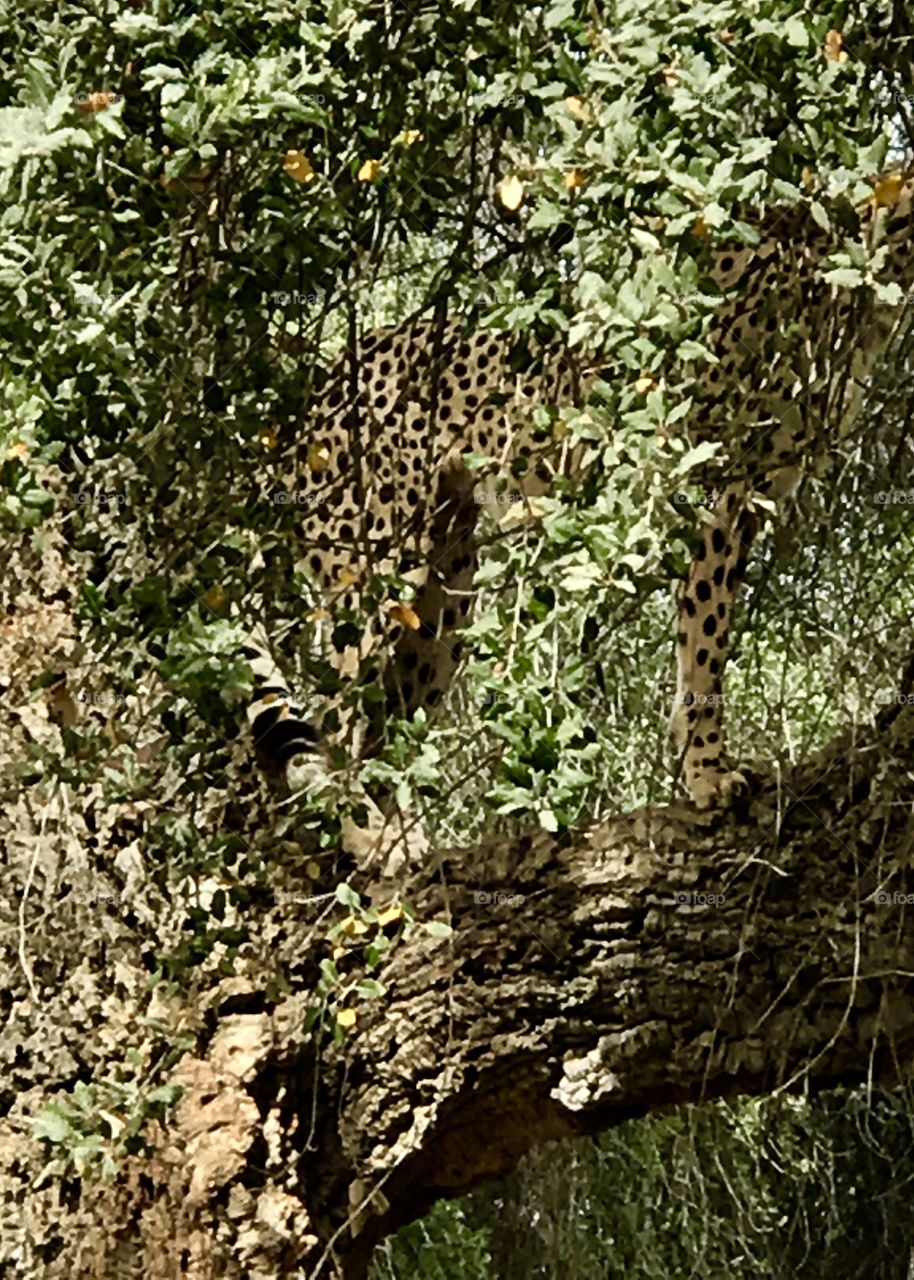 Chetsh has kill in tree