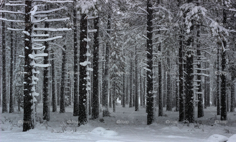 Forest Pine Trees in the Snow in Winter
