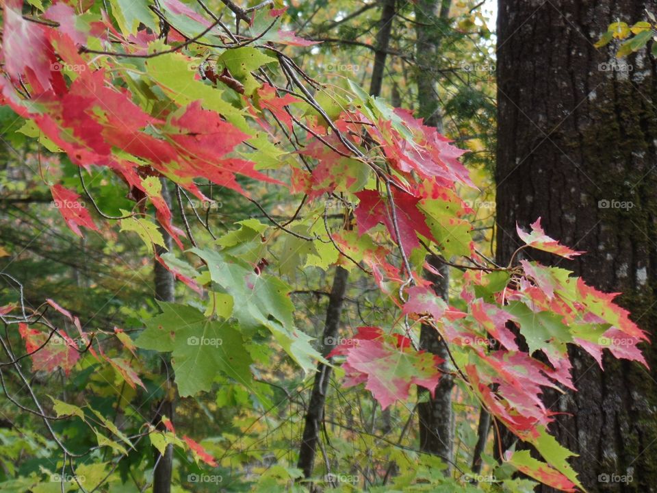 Drummond Island, Michigan 