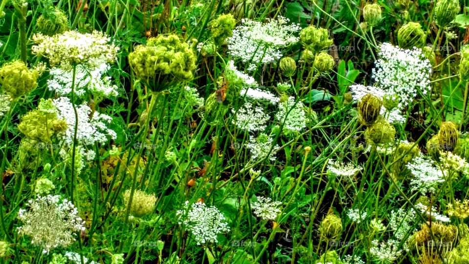 A Mid Summer's Day Dream