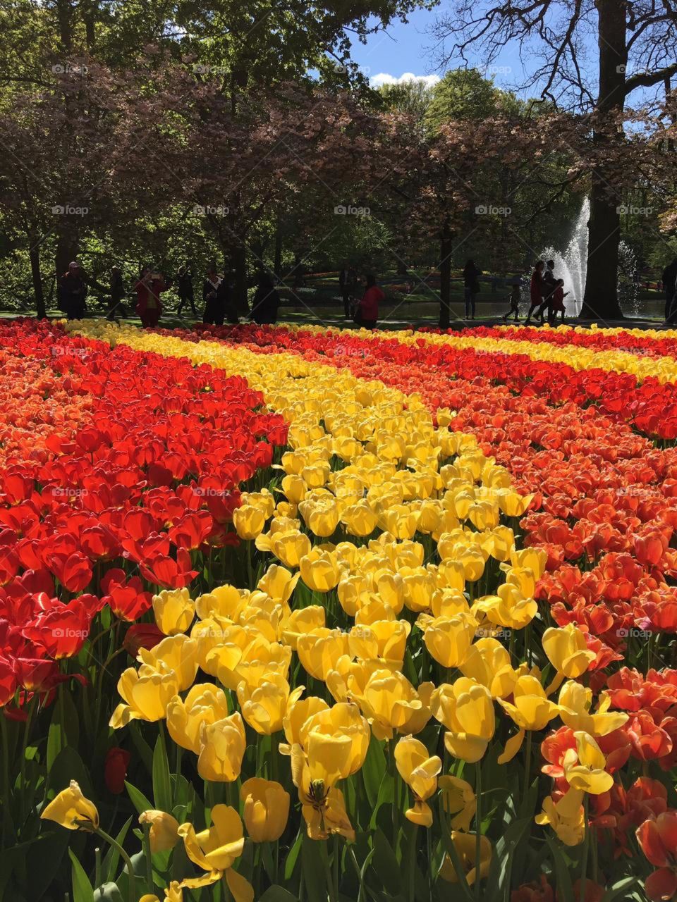 Orquídeas  Holanda keukenhoff 