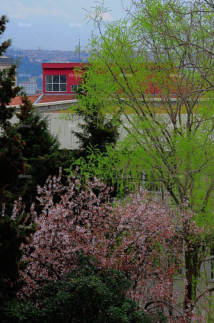 Trees in istanbul