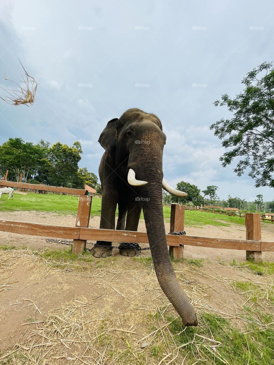 Trunk raised, a symbol of strength and wisdom.