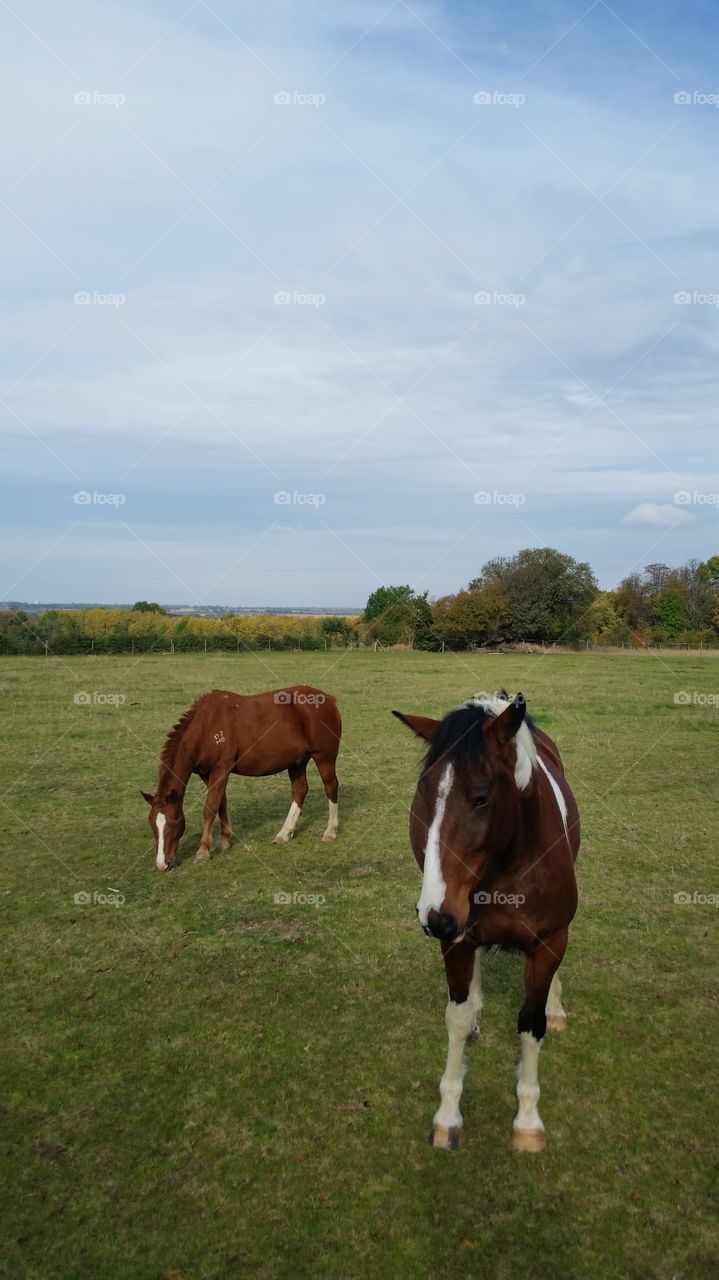 Moggerhanger Park Horses