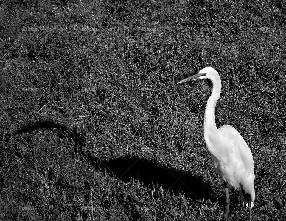 shadow animal bird monocrome by landon