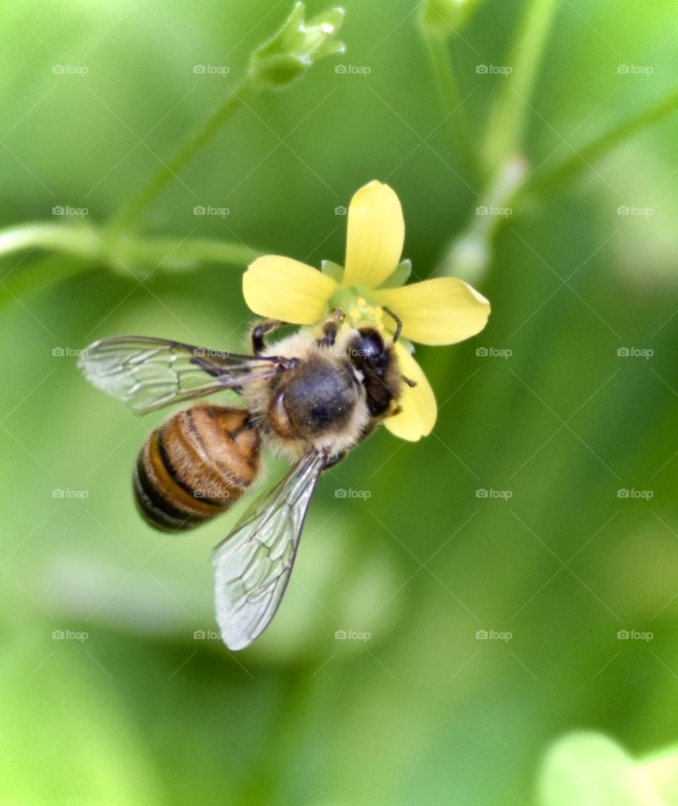 Bee-autiful