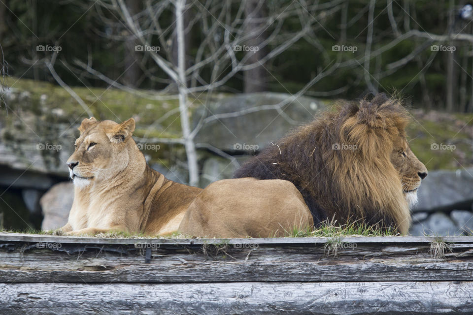 Lion and lioness lying guarding .
Lejon ligger vaktar 
