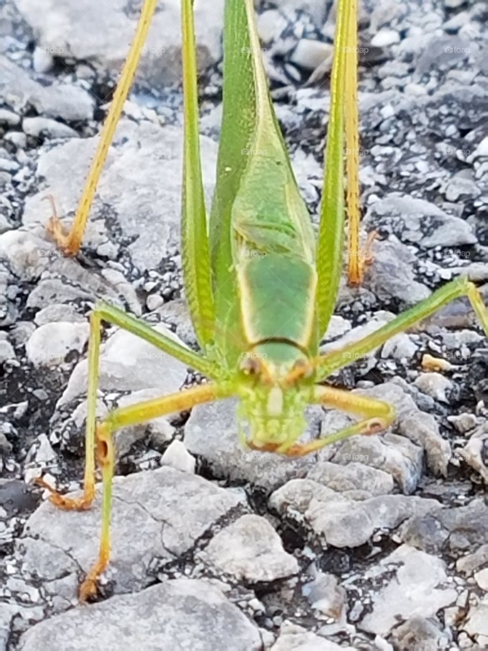 Grasshopper