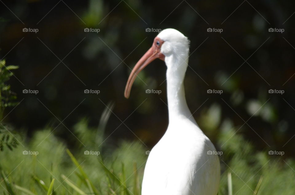 Ibis