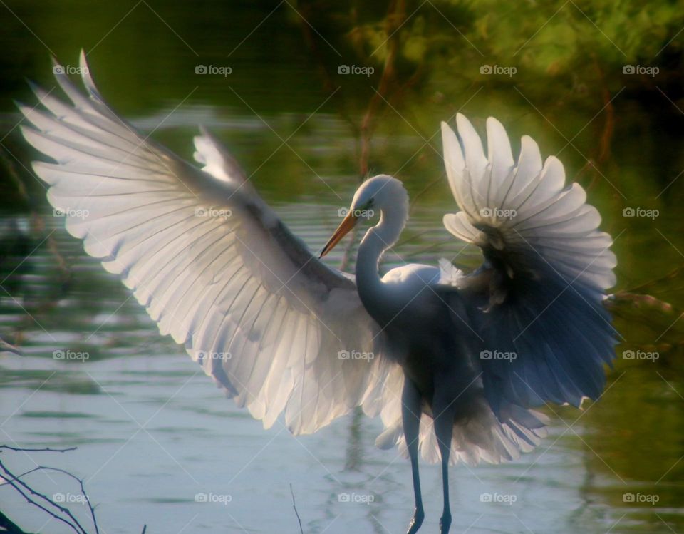 White Heron Spreading Wings