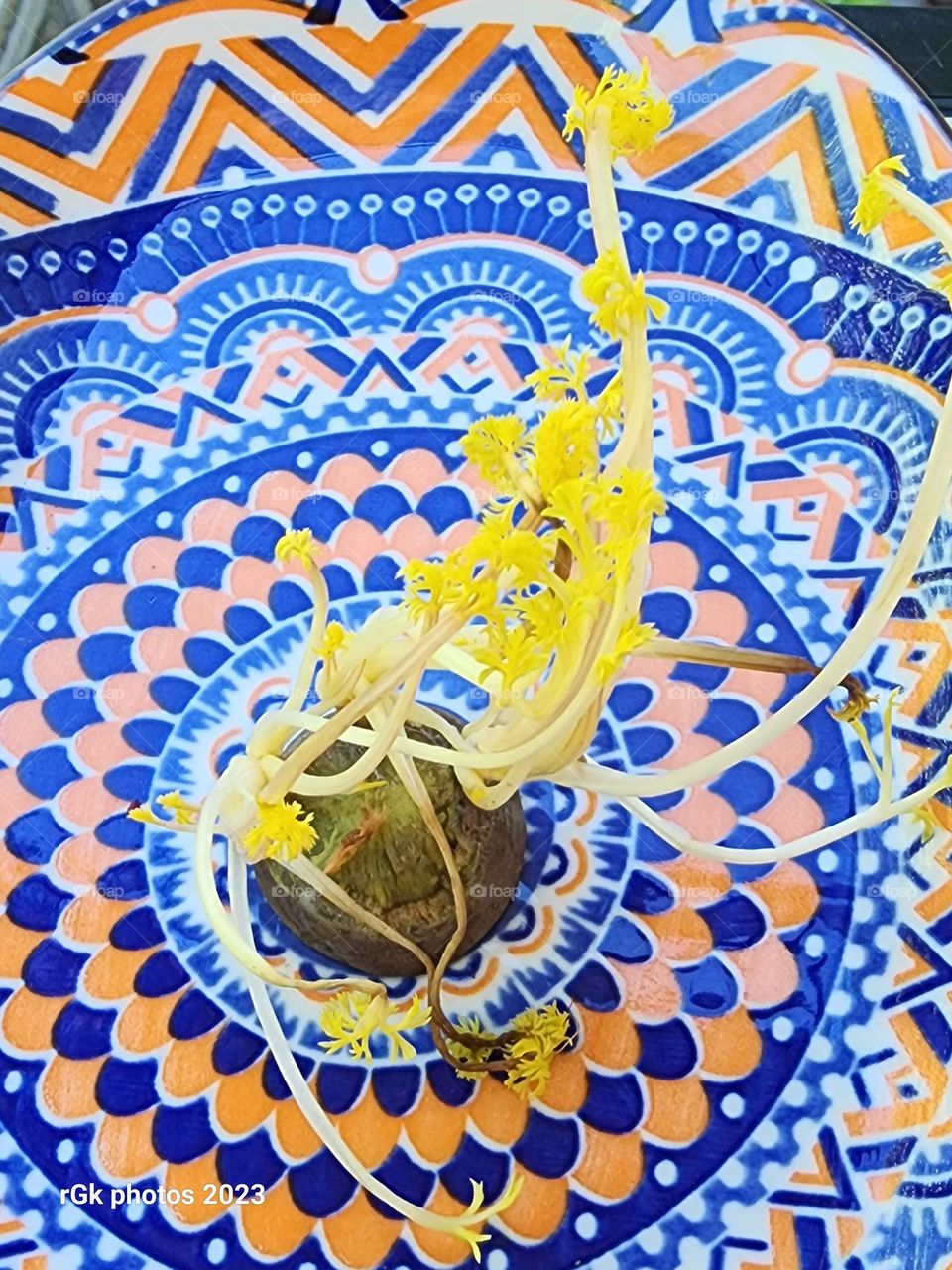 carrot sprout in dish