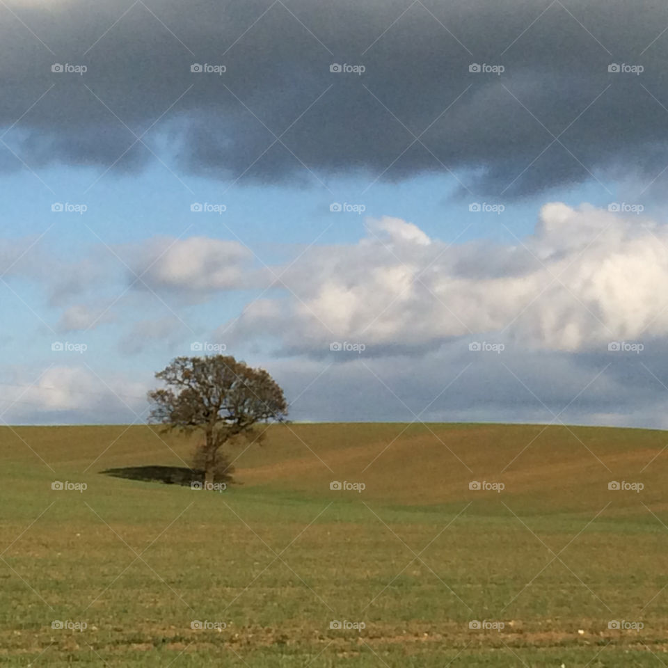 Tree on farmland 