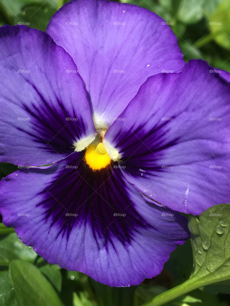 Purple Pansy 