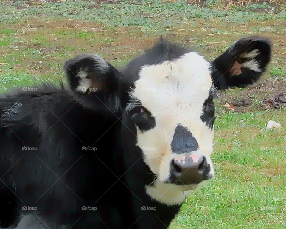 How can you resist this face! they came to me like a dog being called to.