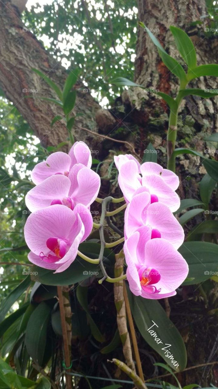 Pink Orchids
