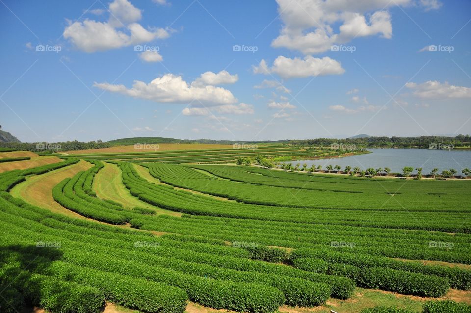 Agriculture, No Person, Cropland, Countryside, Rural