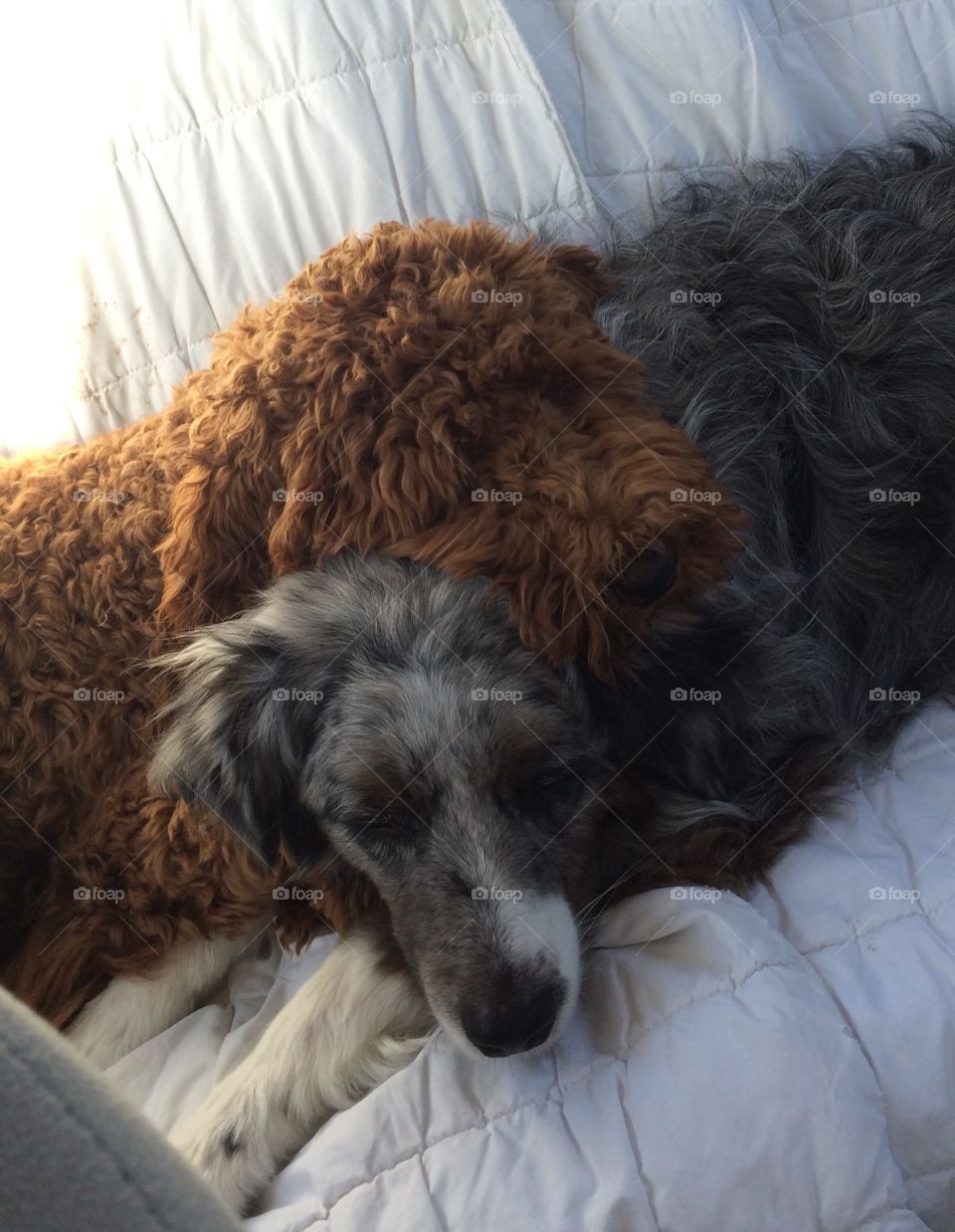 Two dogs that are best friends falling asleep together. Australian Shephard and golden doodle 